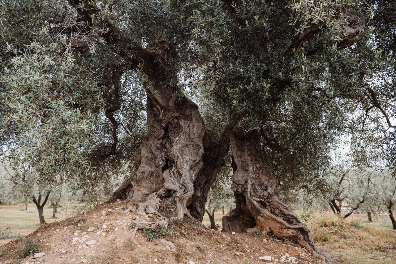 Masseria Casamassima Agriturismo Villa Ostuni Bagian luar foto