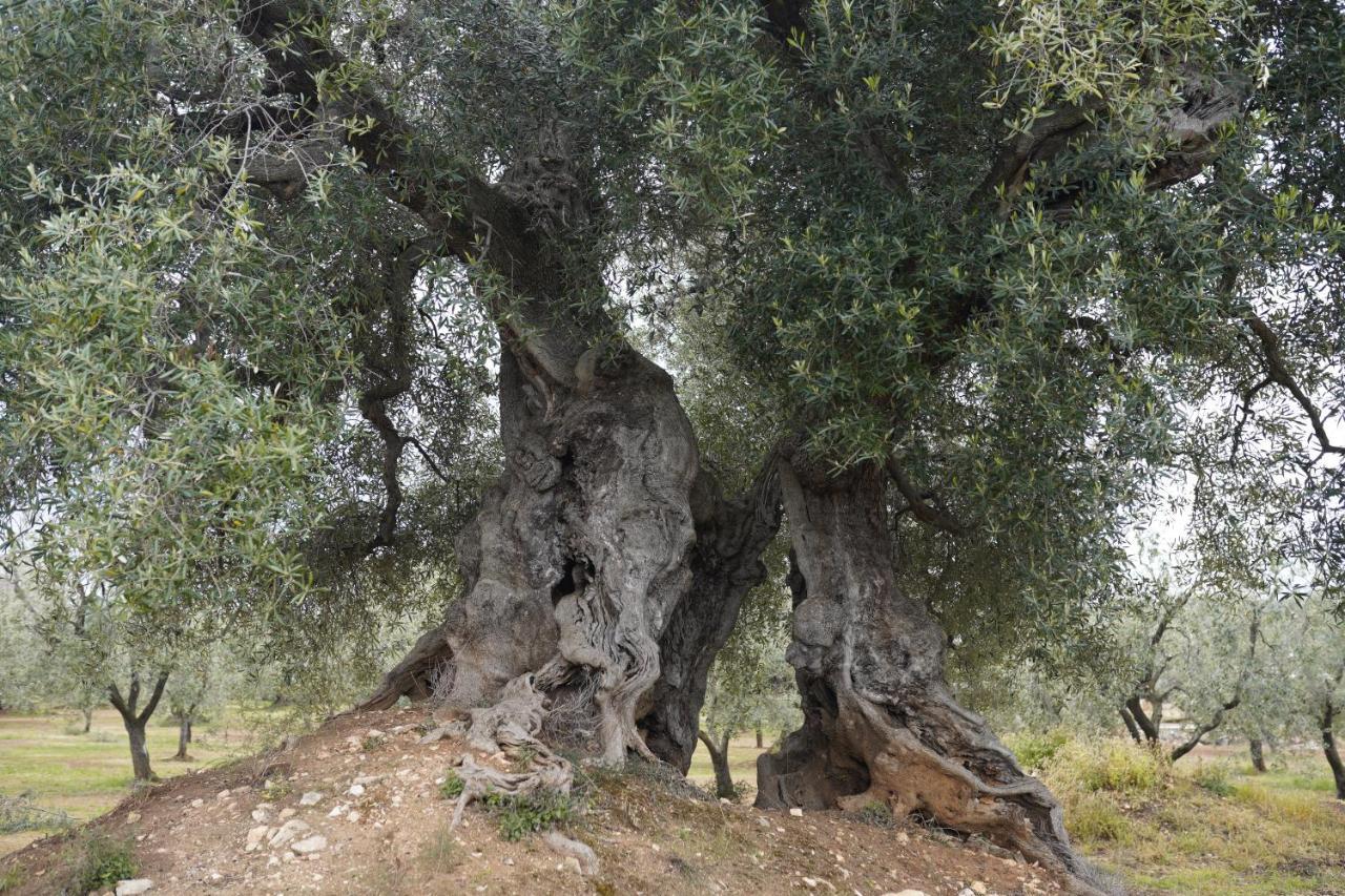 Masseria Casamassima Agriturismo Ostuni Bagian luar foto