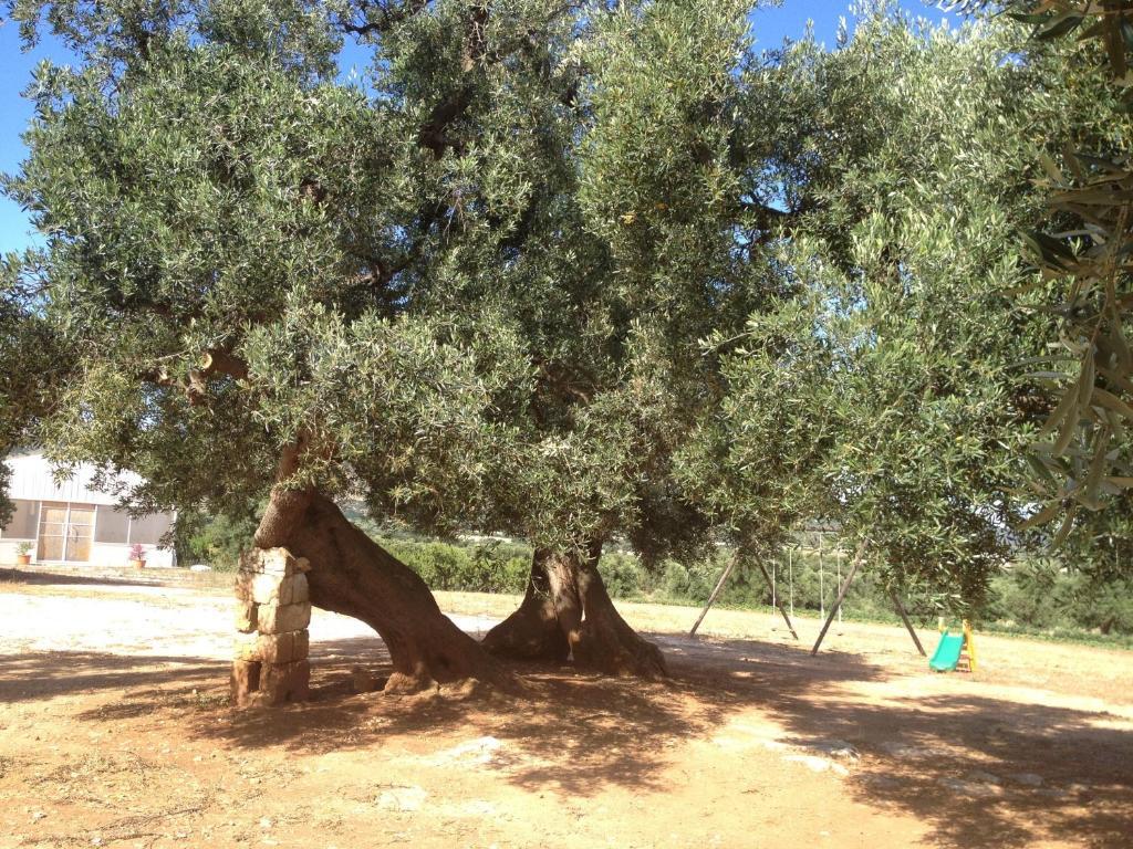 Masseria Casamassima Agriturismo Villa Ostuni Bagian luar foto